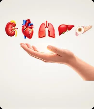 Solid-Organ & Bone Marrow Transplant