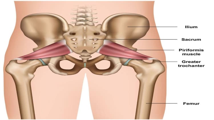 Piriformis Muscle Anatomy Functions And Role In Hip Stability piriformis-muscle-anatomy-functions-and-role-in-hip-stability